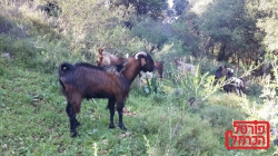 שערים יציגים למטבעות חוץ מיום 15/01/2025