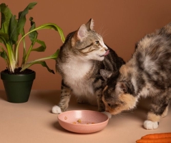 מה כדאי לתת לחתולים ביתיים לאכול?