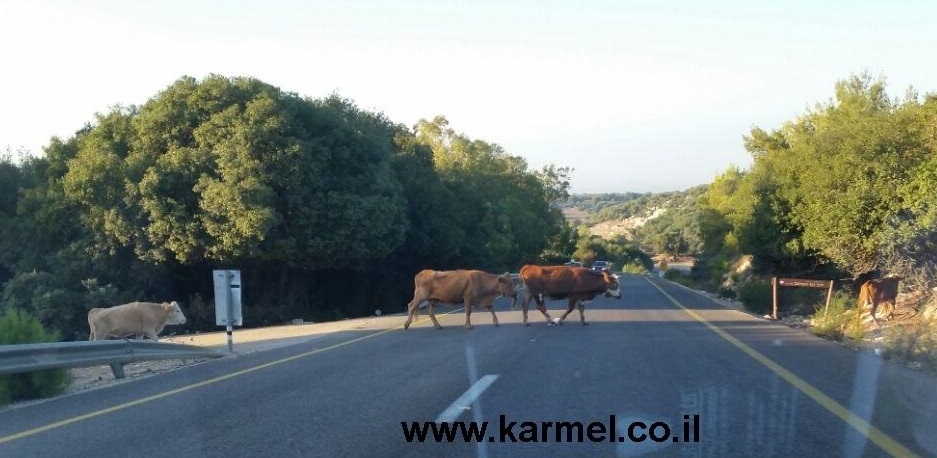 נגיף קדחת המסוכן לבני אדם התגלה בבקר מרעה בצפון