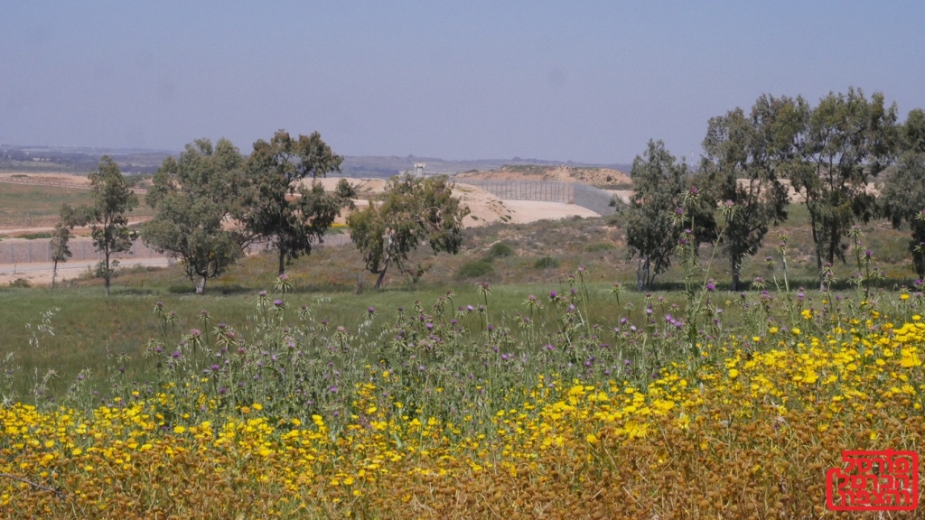 פרשת נח