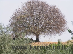 שלושה צווי הפסקה מינהליים בעתלית